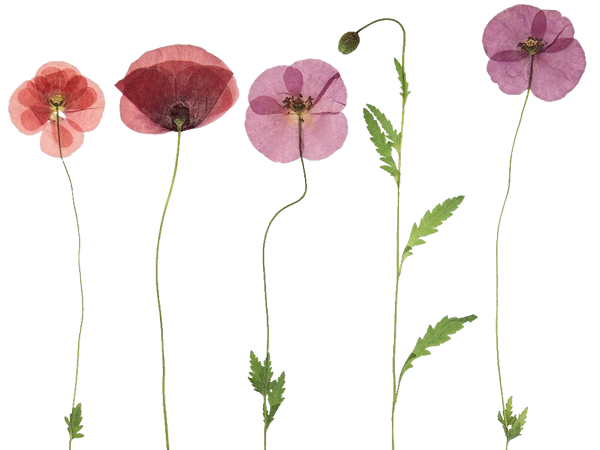 Blumen